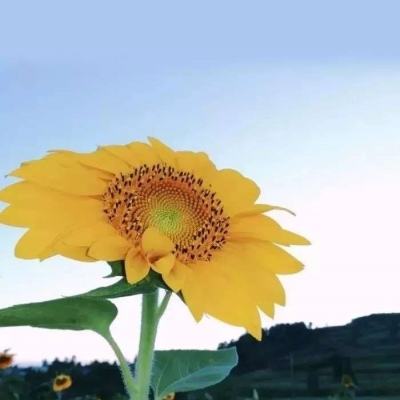 im电竞官网注册